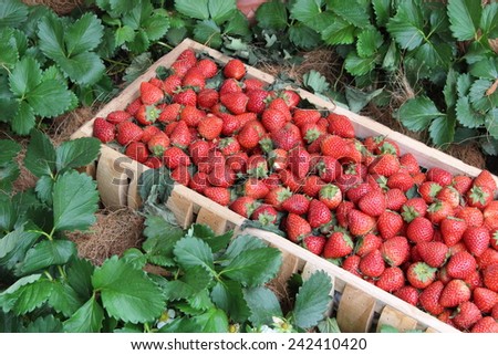 Strawberries in the wooden box surrounded by strawberry trees