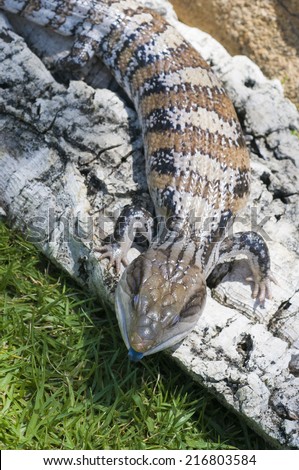 Blue-tongued skink or Blue-tongued Lizard