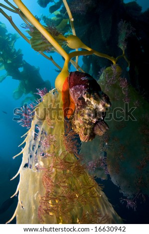 Sea Snail on Giant Kelp (Macrocystis pyrifera) frond