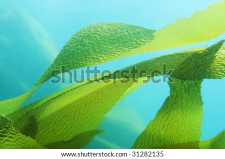 Giant Kelp (Macrocystis pyrifera) fronds / leaves in blue ocean