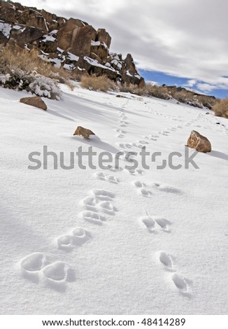 Animal tracks in Snow