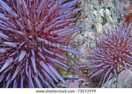 Purple Sea Urchins