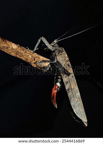 Similar – Foto Bild Katydiden-Insektenstangen in Blüte in Nahaufnahme mit lebhafter Farbe