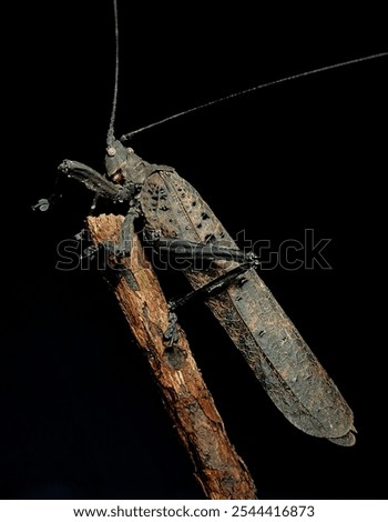 Similar – Foto Bild Katydiden-Insektenstangen in Blüte in Nahaufnahme mit lebhafter Farbe