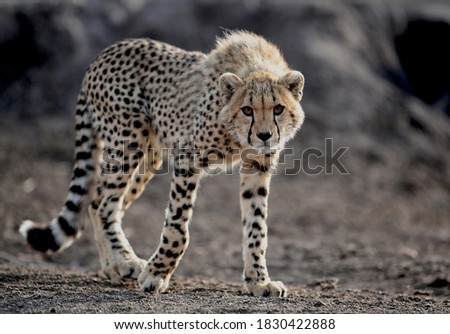 A beautiful Cheetah on its long legs with a large strong tail confidently walks along the gray earthen road Foto d'archivio © 