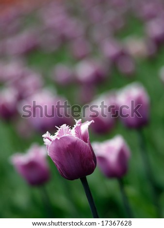 Beautiful purple tulips on Canadian Tulip Festival in Ottawa
