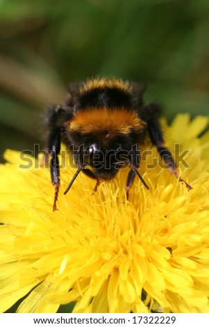 Bee on flower. Bee collecting pollen from yellow dandelion