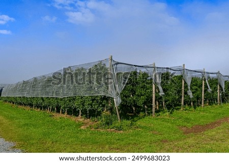 Similar – Image, Stock Photo Apple orchard with protective nets in summer