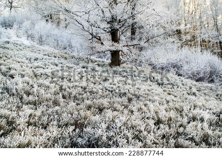 Trees and grass in the frost on the meadow,Carpathians, Ukraine