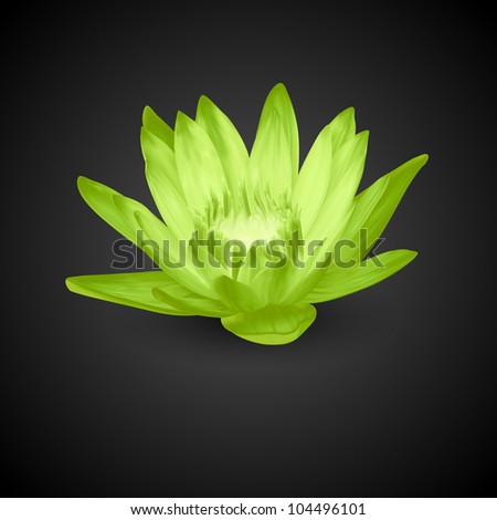 Exotic Flower Lotus