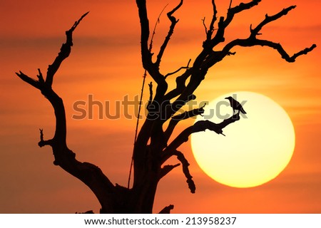Dramatic conceptual background of black crow bird on branches of old dead tree against sunset sun and orange sky