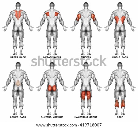 Back Projection Of The Human Body. 3d Illustration - 419718007 