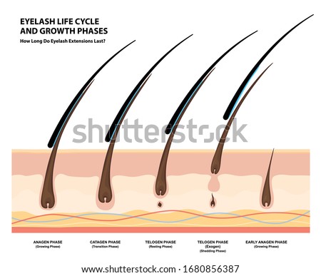 Eyelash Life Cycle and Growth Phases. How Long Do Eyelash Extensions Stay On. Macro, Selective Focus. Guide. Infographic Vector Illustration  Stockfoto © 