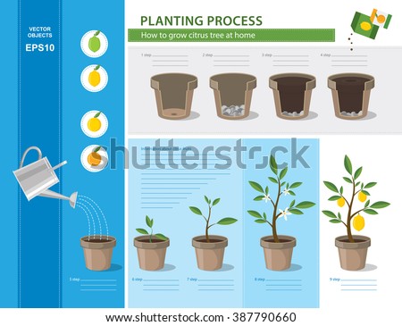 Vector Timeline Infographic Concept Of Planting Process In Flat Design ...