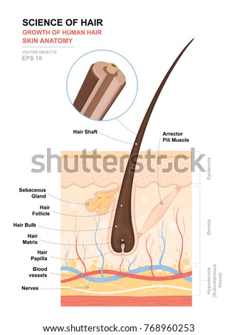 Anatomical training poster. Growth and structure of human hair. Skin and hair anatomy. Cross section of the skin layers. Detailed medical vector illustration 