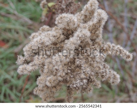 Similar – Image, Stock Photo dried up brown inflorescences with glittering snow hood and closed snow cover in the background