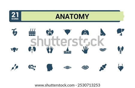 Anatomy solid icons set. Related to eye, nose, mouth, ear, brain, head, liver and more. Filled style human body part and organs vector icons collection. Editable and pixel perfect.