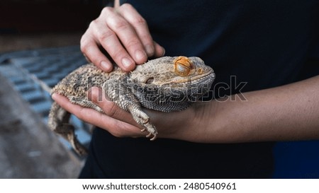 Image, Stock Photo bearded dragons Animal