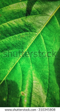 the green leaf is texture for the background in the work