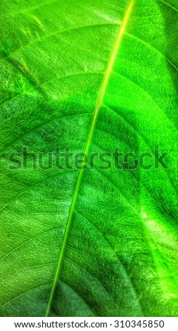 the green leaf is texture for the background in the work