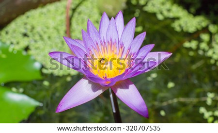 this is water flower it\'s name lotus where is grow at in the home
