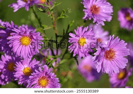 Similar – Image, Stock Photo Asters in the rain