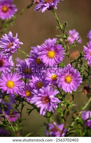 Similar – Image, Stock Photo Asters in the rain