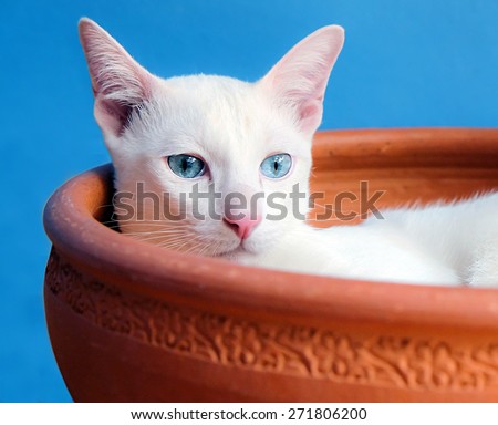 White cat in jar