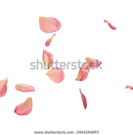 Similar – Image, Stock Photo cherry blossom