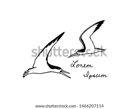 Vector illustration of hand drawn flying black skimmers. Beautiful animal design elements, ink drawing.