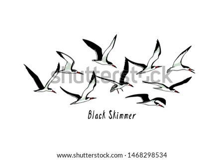 Vector illustration of hand drawn flying black skimmers. Beautiful animal design elements, ink drawing.