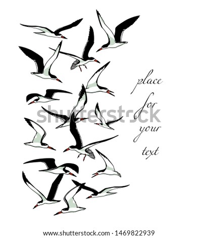 Vector illustration of hand drawn flying black skimmers. Beautiful animal design elements, ink drawing.