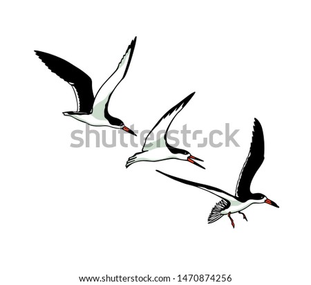 Vector illustration of hand drawn flying black skimmers. Beautiful animal design elements, ink drawing.