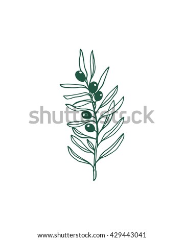 Hand drawn olive branch made in vector. Beautiful ink drawing. Perfect for logos or ex libris design.