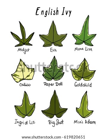 Vector visual guide of hand drawn english ivy leaves.  Beautiful floral design elements.