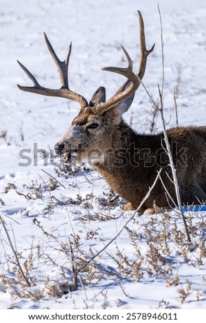 Similar – Image, Stock Photo Male deer grazing in forest near lake