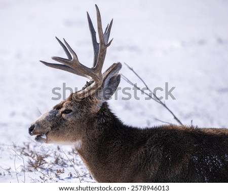 Similar – Image, Stock Photo Male deer grazing in forest near lake