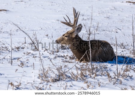 Similar – Image, Stock Photo Male deer grazing in forest near lake