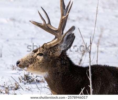 Similar – Image, Stock Photo Male deer grazing in forest near lake