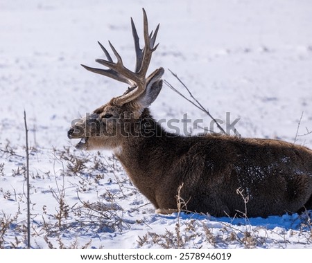 Similar – Image, Stock Photo Male deer grazing in forest near lake