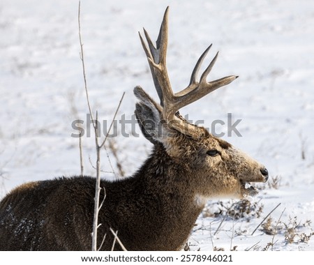 Similar – Image, Stock Photo Male deer grazing in forest near lake