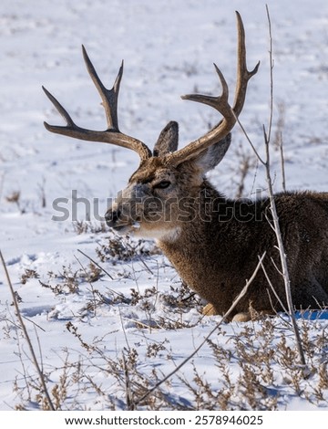 Similar – Image, Stock Photo Male deer grazing in forest near lake