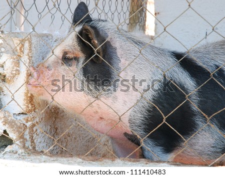 pig behind metal fence