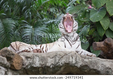 the white tiger growls. big canines. Tiger's Mighty Roar.