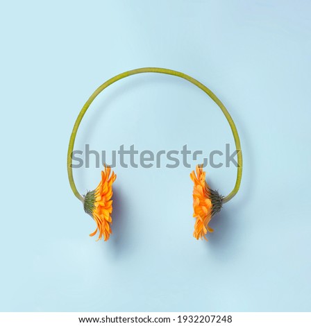 Minimal spring and music concept. Two orange daisy flowers making a headset on a simple blue background. Sounds of nature. 