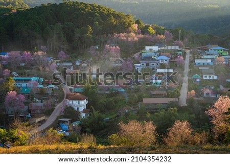 Beautiful Wild Himalayan, Cherry pink blossom Sakura flower or Prunus Cerasoides full bloom in Ban Mai Rong Kla Village with natural high area at Phu Lom Lo Mountain Loei, and Phitsanulok, Thailand. Stock fotó © 