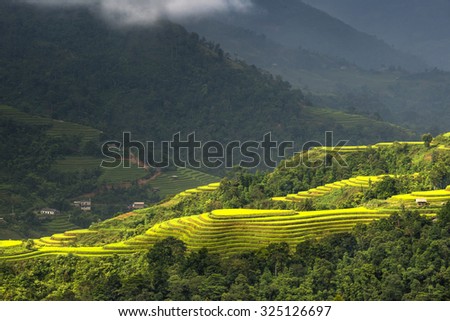 Rice fields on terraced of Hoang Su Phi country, Ha Giang province, North Vietnam. Rice fields prepare the harvest at Northwest Vietnam.