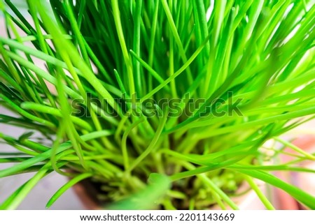A pot with fresh chives as a kitchen herb for cooking. Foto stock © 