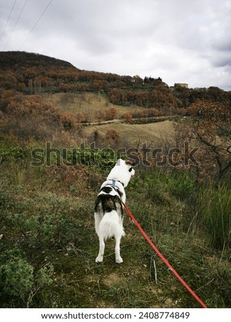 Similar – Foto Bild Jagdhund holt einen Vogel in Schottland