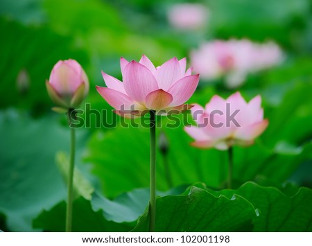 Blooming Lotus